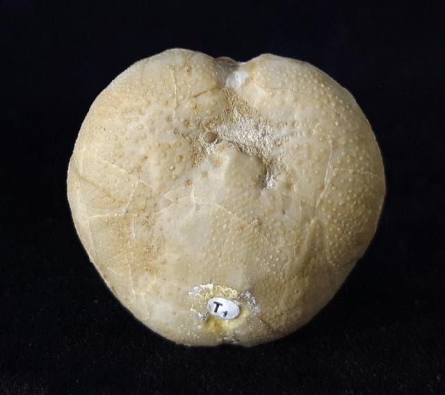 Linthia vilanovae (COTTEAU 1889) - Bild © FossNet FossilienStore
